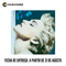 Madonna / True Blue (1 LP)